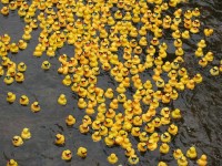 Peterborough Kinettes Canada Day Duck Race
