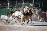 Lakefield Fair